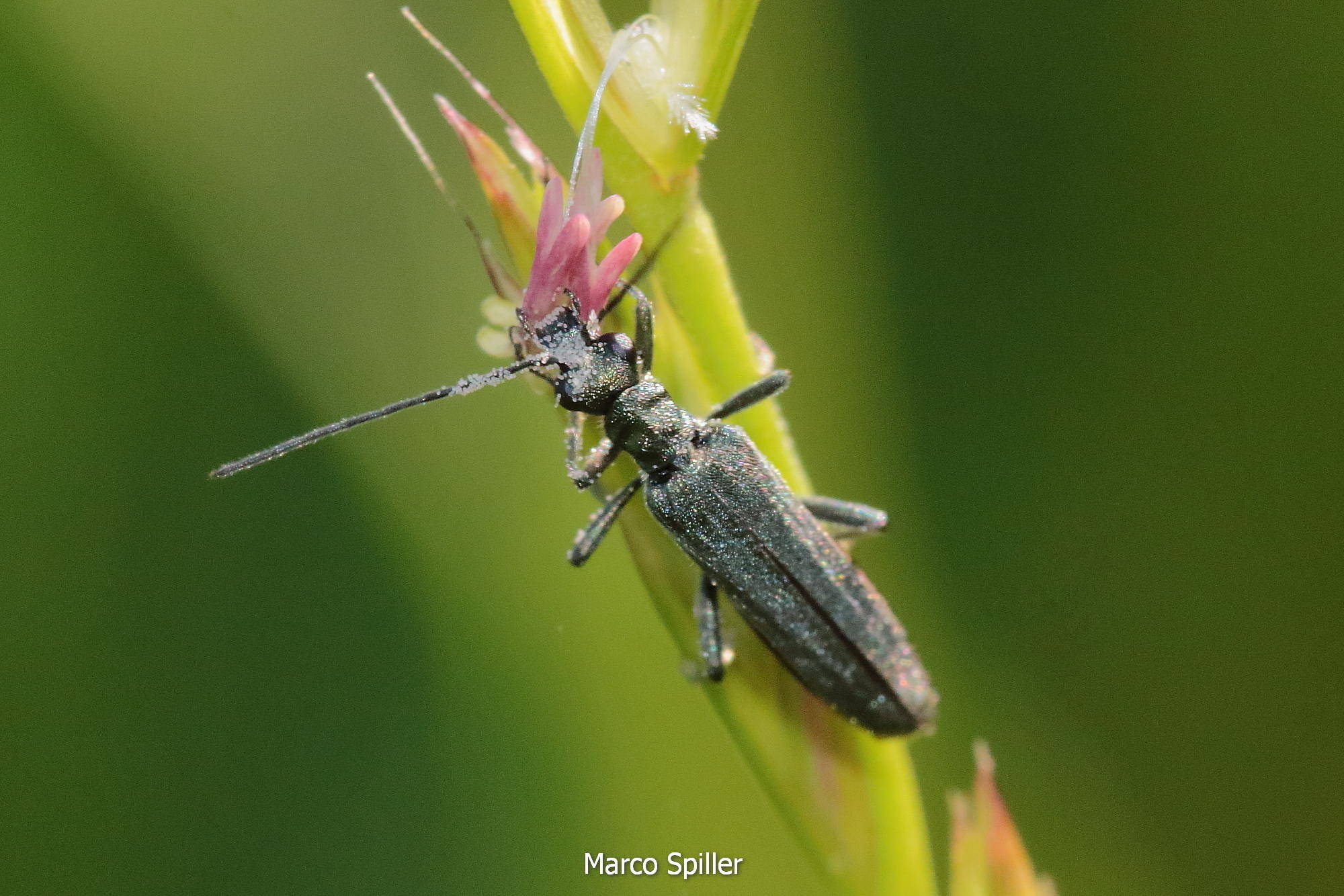 Oedemera da identificare